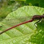 large red damsel male